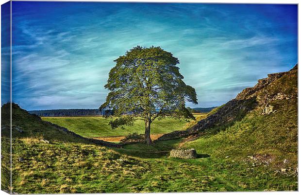 Sycamore Gap  Canvas Print by kevin wise