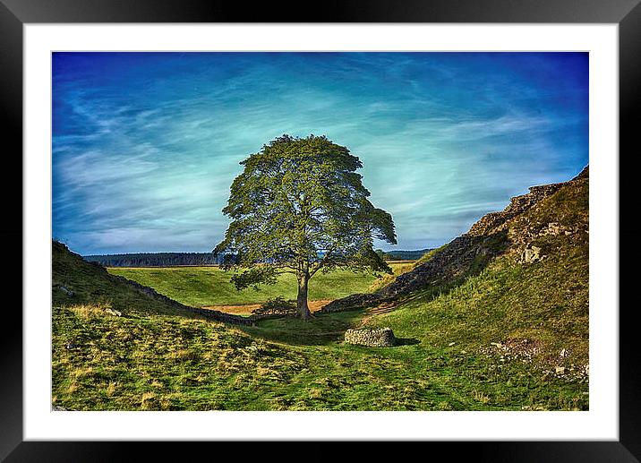 Sycamore Gap  Framed Mounted Print by kevin wise
