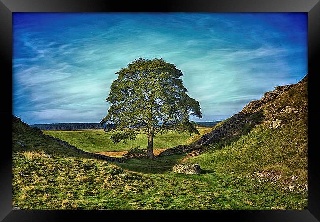Sycamore Gap  Framed Print by kevin wise