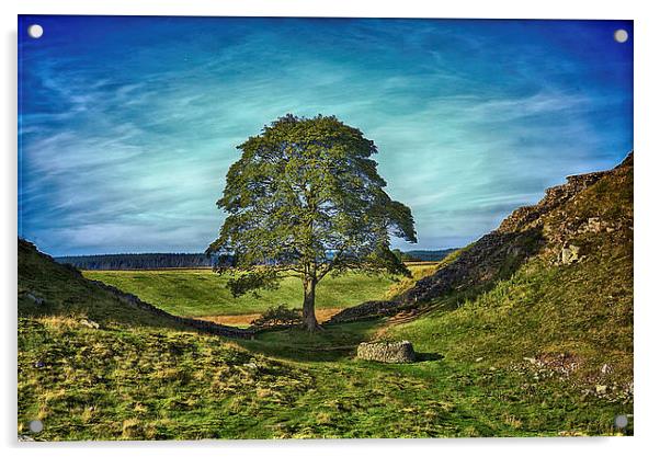 Sycamore Gap  Acrylic by kevin wise