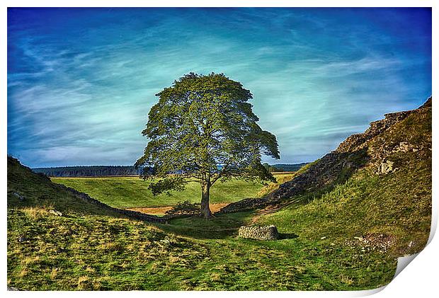 Sycamore Gap  Print by kevin wise