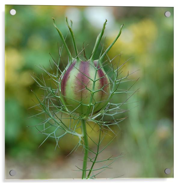 Love-In-A-Mist Bud Acrylic by Matt Curties