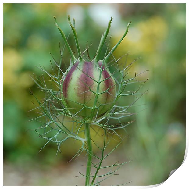 Love-In-A-Mist Bud Print by Matt Curties