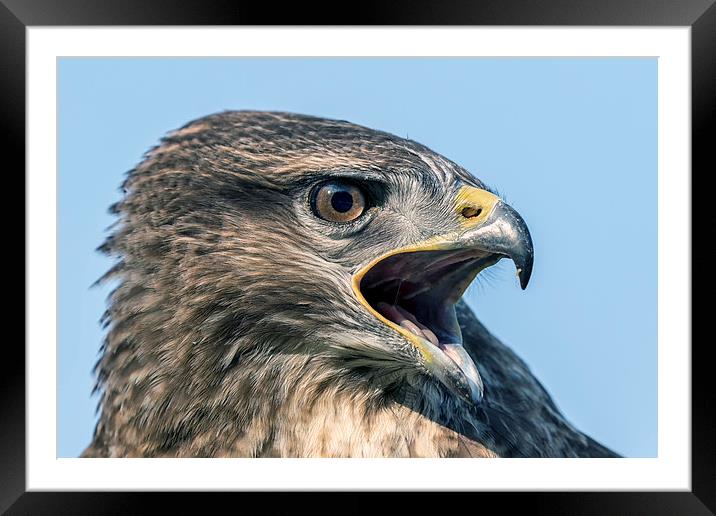  buzzard Framed Mounted Print by Kelvin Rumsby