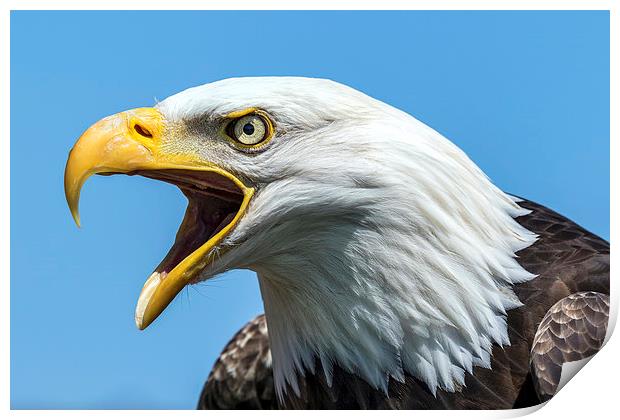 bald eagle Print by Kelvin Rumsby