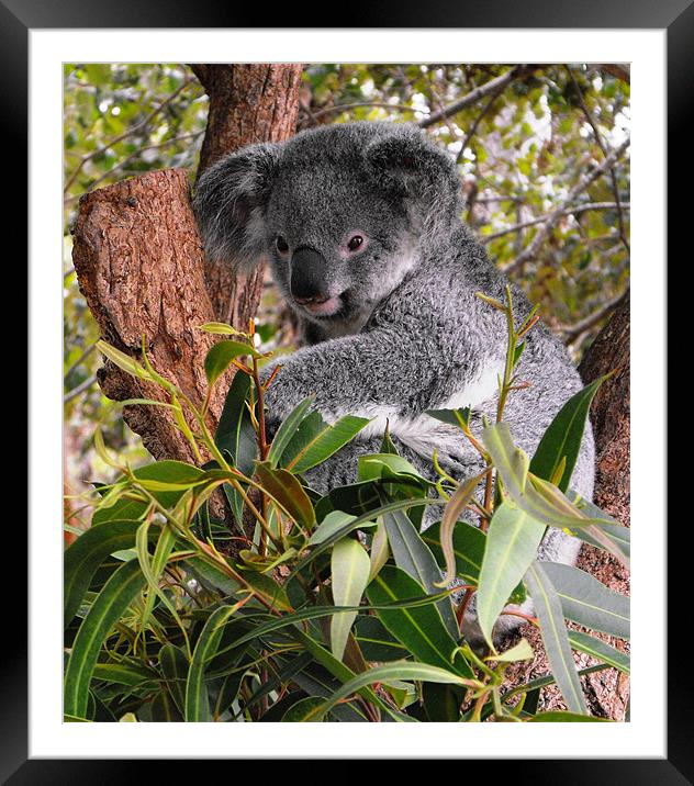 Koala, Australia Framed Mounted Print by Lenka Dunn