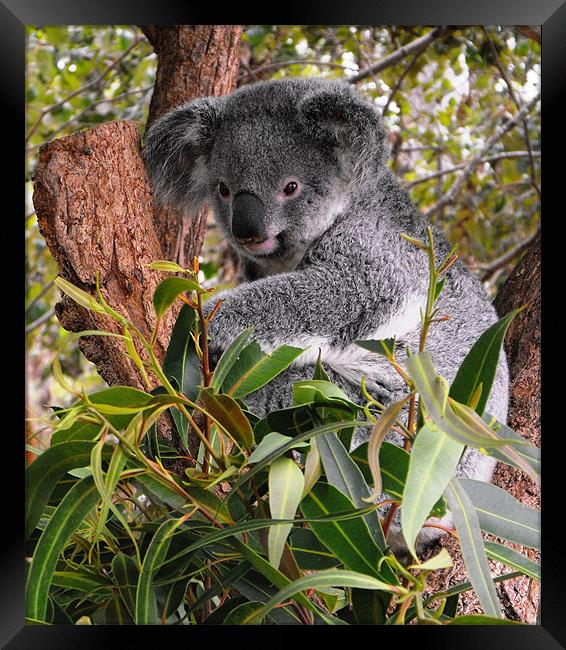 Koala, Australia Framed Print by Lenka Dunn