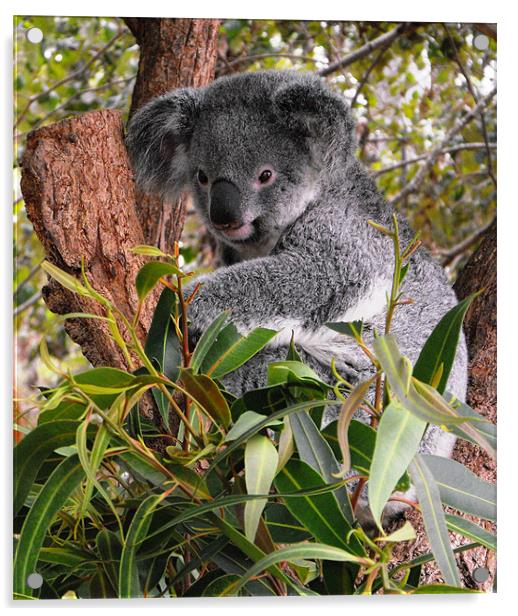 Koala, Australia Acrylic by Lenka Dunn
