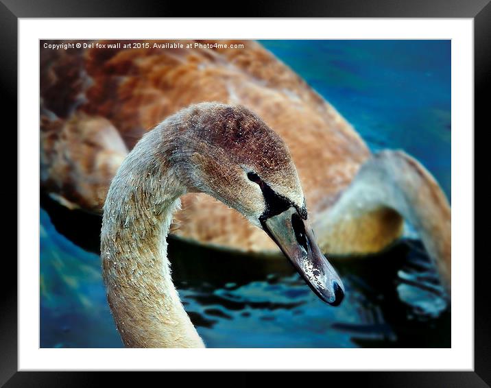  young swan Framed Mounted Print by Derrick Fox Lomax