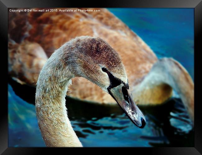  young swan Framed Print by Derrick Fox Lomax