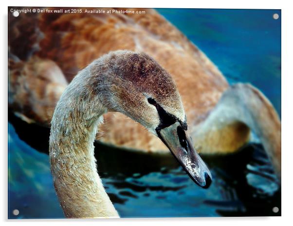  young swan Acrylic by Derrick Fox Lomax