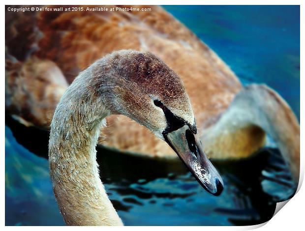  young swan Print by Derrick Fox Lomax