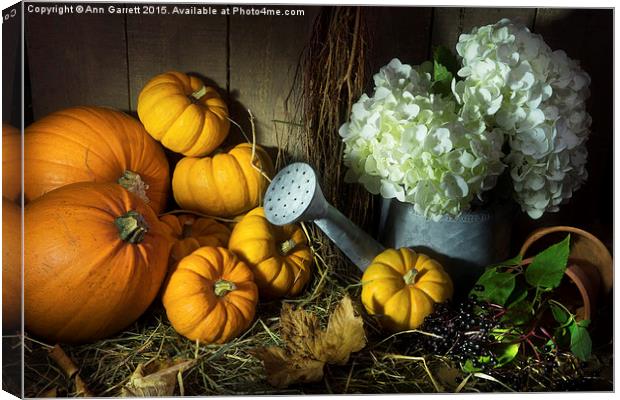 Pumpkins and White Hydrangea Canvas Print by Ann Garrett