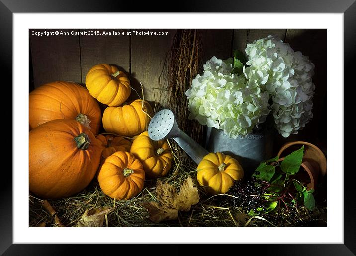 Pumpkins and White Hydrangea Framed Mounted Print by Ann Garrett