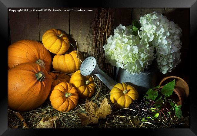 Pumpkins and White Hydrangea Framed Print by Ann Garrett