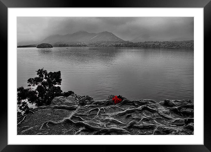 Roses Are Red Framed Mounted Print by Roger Green