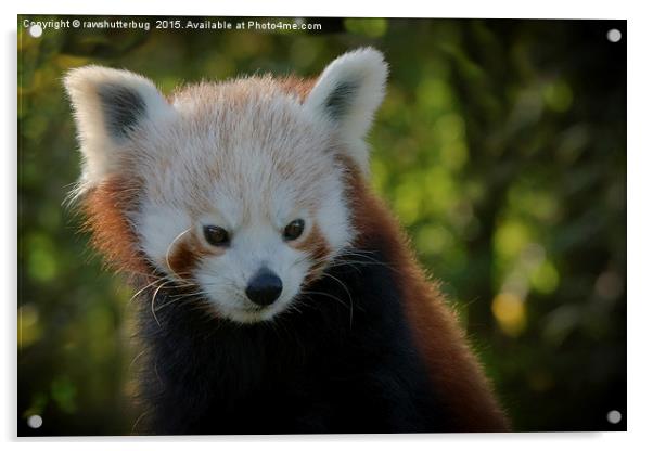 Red Panda Gaze Acrylic by rawshutterbug 