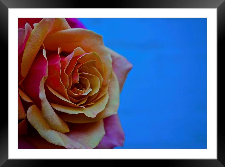  Yellow and Red Rose Framed Mounted Print by Sue Bottomley