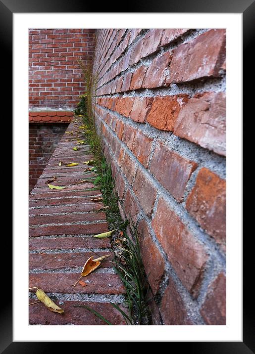  leaves on the old wall Framed Mounted Print by Marinela Feier