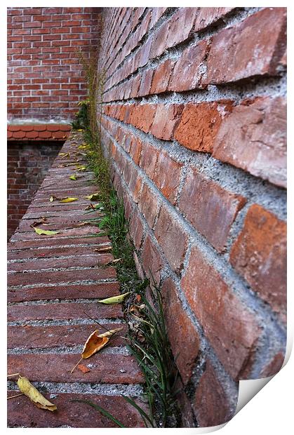  leaves on the old wall Print by Marinela Feier