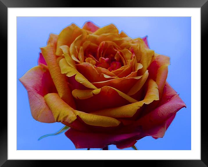  A single Yellow and Red Rose Framed Mounted Print by Sue Bottomley