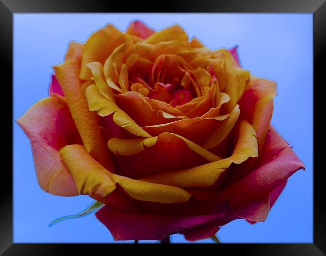  A single Yellow and Red Rose Framed Print by Sue Bottomley