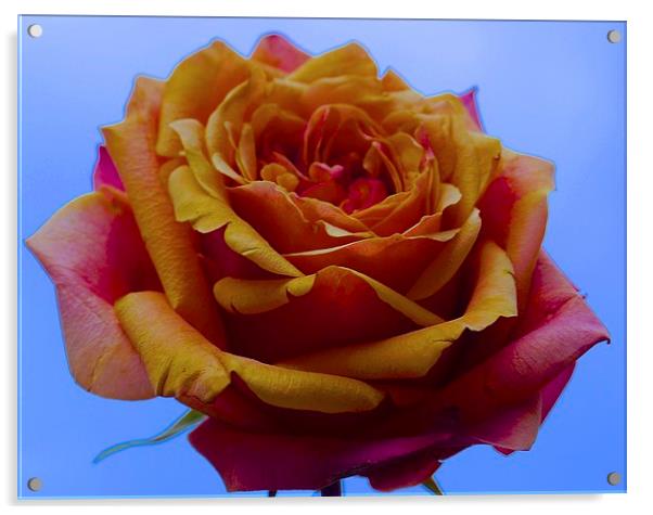  A single Yellow and Red Rose Acrylic by Sue Bottomley