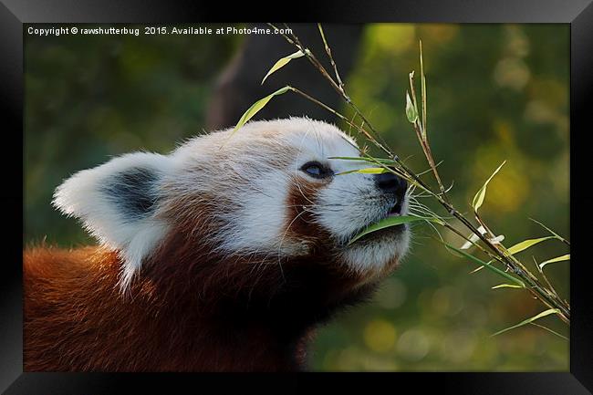 Red Panda's Bamboo Breakfast Framed Print by rawshutterbug 