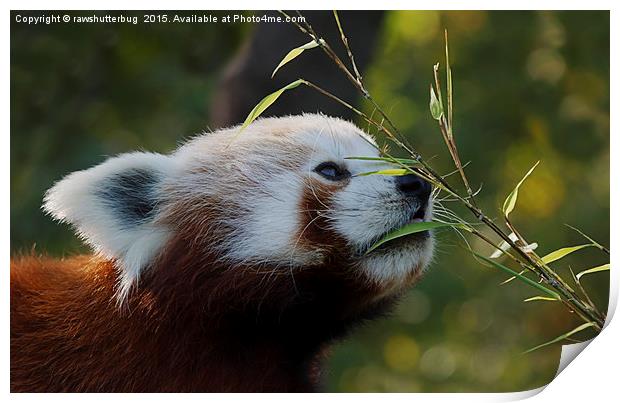 Red Panda's Bamboo Breakfast Print by rawshutterbug 
