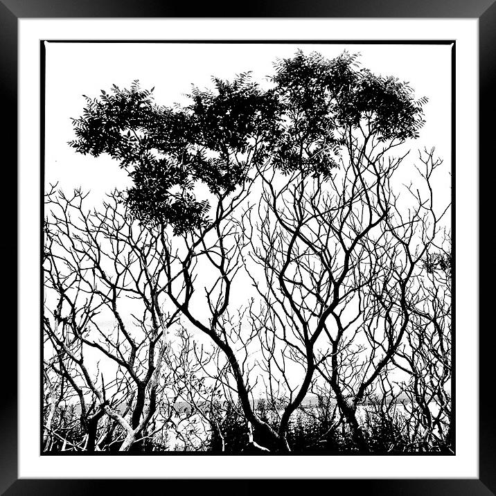 Trees Framed Mounted Print by Jean-François Dupuis