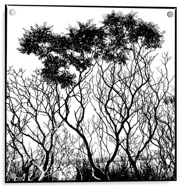 Trees Acrylic by Jean-François Dupuis