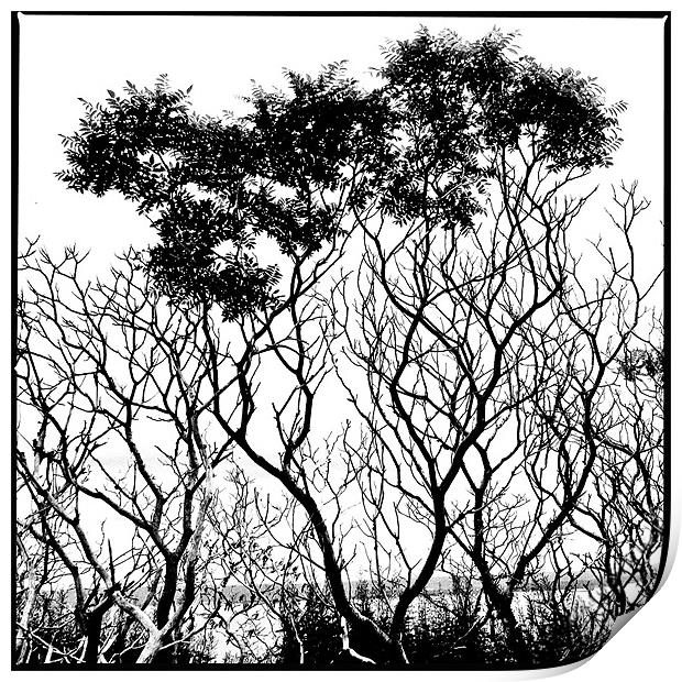 Trees Print by Jean-François Dupuis