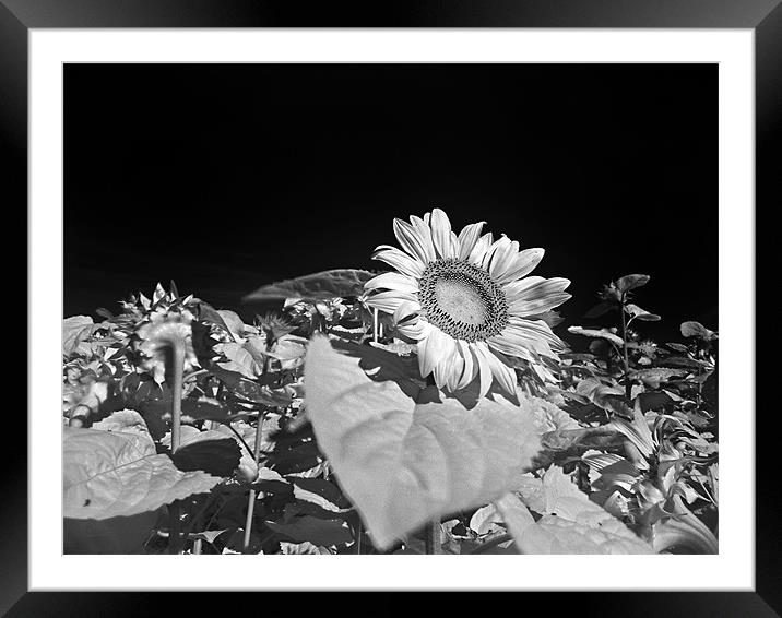 Sunflowers Framed Mounted Print by Jean-François Dupuis