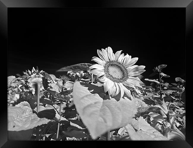Sunflowers Framed Print by Jean-François Dupuis