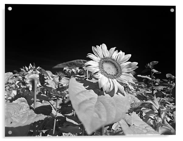 Sunflowers Acrylic by Jean-François Dupuis
