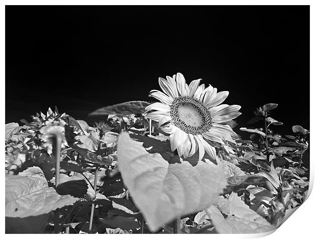Sunflowers Print by Jean-François Dupuis