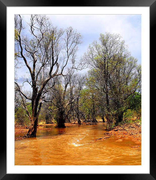 Gum creek Framed Mounted Print by Lenka Dunn