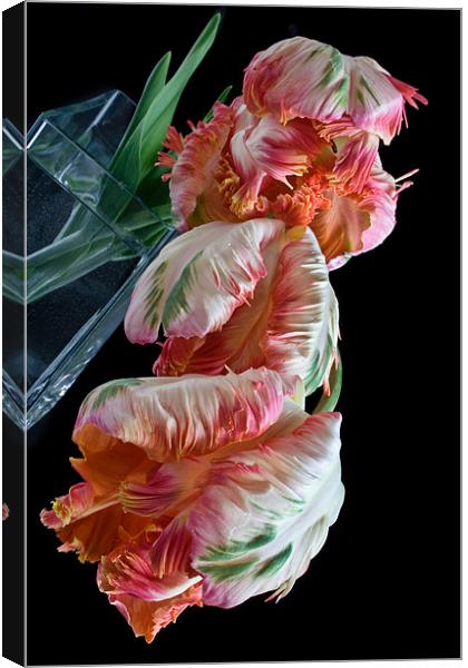Three Parrot Tulips Canvas Print by Ann Garrett
