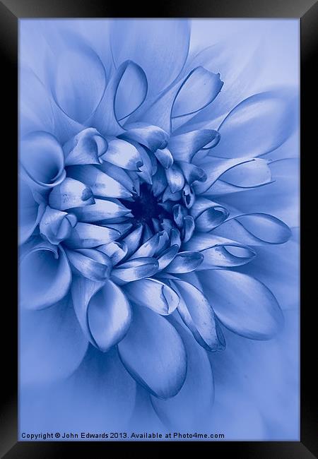 Dahlia, Cyanotype Framed Print by John Edwards