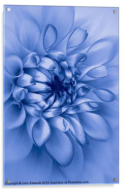 Dahlia, Cyanotype Acrylic by John Edwards