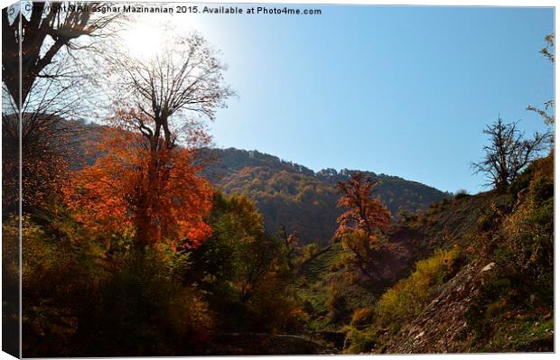  A nice view of Autumn in OLANG jungle, Canvas Print by Ali asghar Mazinanian