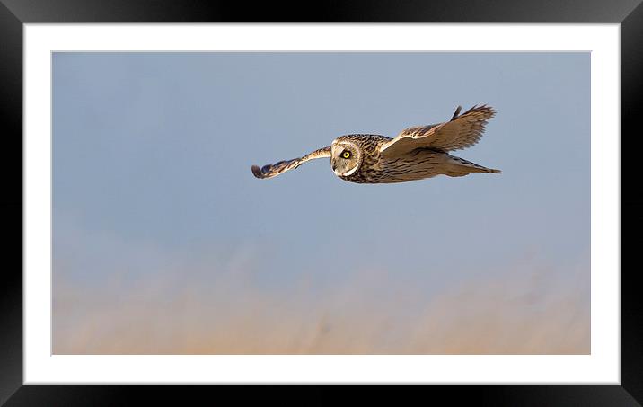 Short Eared Owl Framed Mounted Print by Andrew Haynes