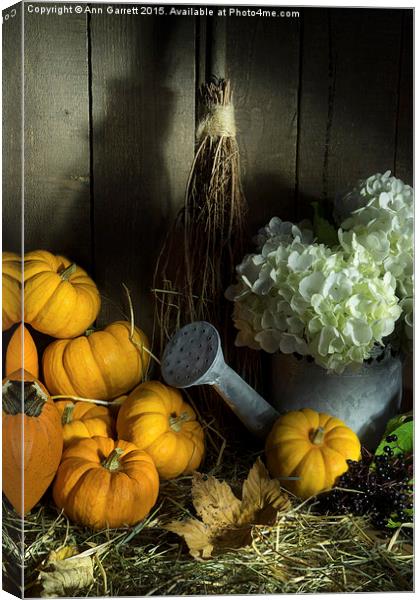 Pumpkins and White Hydrangea 2 Canvas Print by Ann Garrett