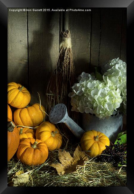 Pumpkins and White Hydrangea 2 Framed Print by Ann Garrett