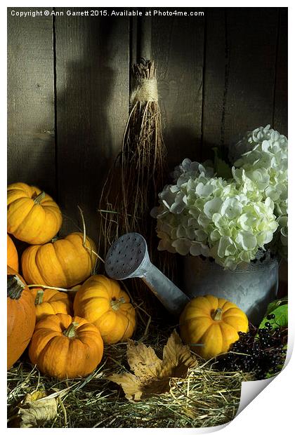 Pumpkins and White Hydrangea 2 Print by Ann Garrett