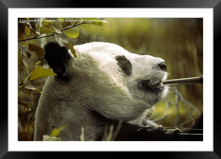  Relaxed Sunshine  Framed Mounted Print by Rob Hawkins