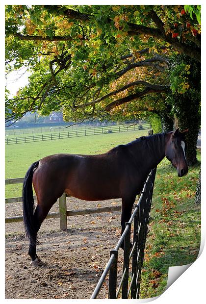  Brown horse Print by Tony Bates