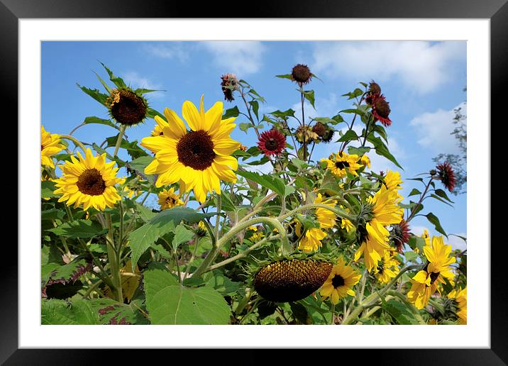  Sun flowers Framed Mounted Print by Tony Bates