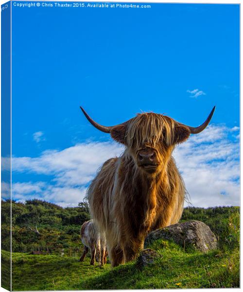 Highland Cow Canvas Print by Chris Thaxter