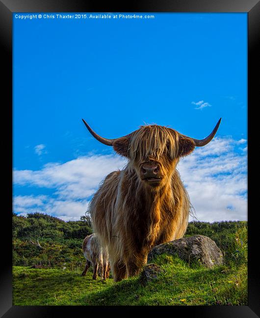  Highland Cow Framed Print by Chris Thaxter